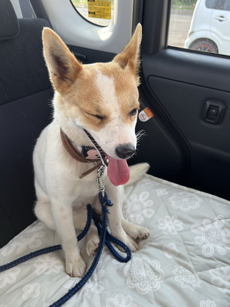 venifoo2026's tweet photo. 初めての車🚗💨顔が🤣🤣
#保護犬を家族に #保護犬　#わんちゃん https://t.co/QEOze8JWAn