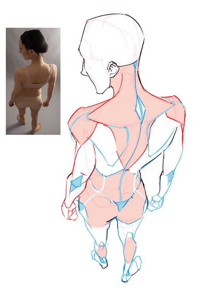 fznutri's tweet photo. Anatomy is a key. https://t.co/mS0zXqg4Bu