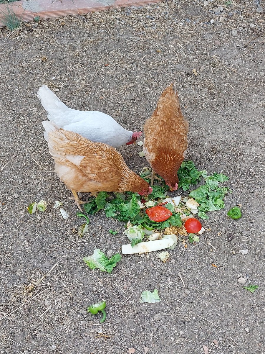 Sol_Yamper's tweet photo. Estas gallinas no ponen huevos.
Las voy a matar (te imaginas) https://t.co/NtFAKaGlEd