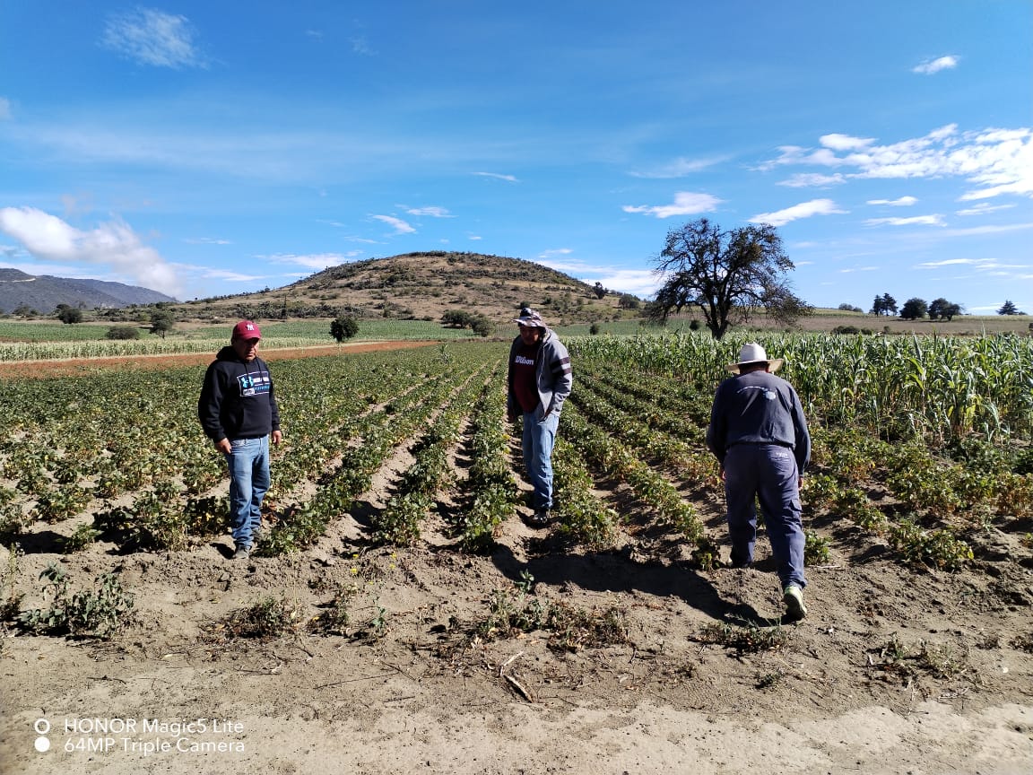 AgriculturaPue's tweet photo. Recorremos parcelas en Libres, Cuyoaco, Palmar de Bravo, Chalchicomula de Sesma y Tehuacán midiendo superficies de maíz y frijol para estimar el volumen de cosechas, optimizar apoyos al campo e impulsar la soberanía alimentaria liderada por la Presidenta @Claudiashein. https://t.co/CXe1JuuWLo