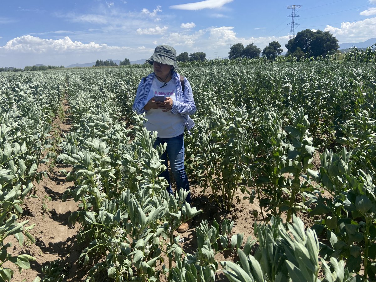 AgriculturaPue's tweet photo. Recorremos parcelas en Libres, Cuyoaco, Palmar de Bravo, Chalchicomula de Sesma y Tehuacán midiendo superficies de maíz y frijol para estimar el volumen de cosechas, optimizar apoyos al campo e impulsar la soberanía alimentaria liderada por la Presidenta @Claudiashein. https://t.co/CXe1JuuWLo