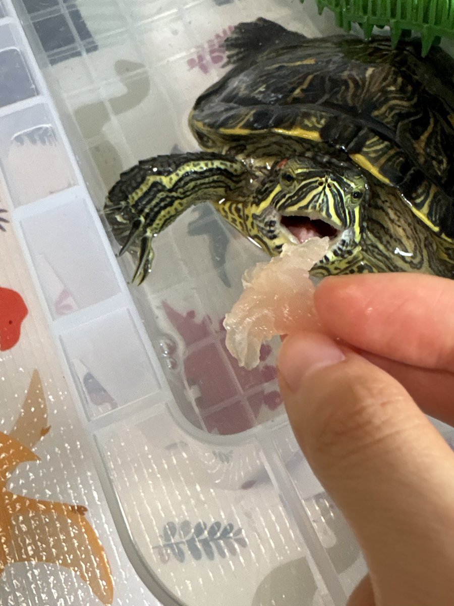 pnk_ryu_'s tweet photo. ごちそうは1日遅れで🙏
お刺身買ってきたー
すんごいバタバタ喜んでた😂
海のお刺身はあまり良くないからね🐟
誕生日とかお祝いくらいだね🎂

うる🐰は今日は健康診断と爪切り頑張った✨ https://t.co/9c6ZmFkWzG