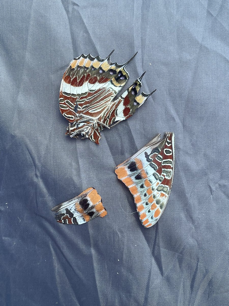 jarpartridge's tweet photo. Camping trip in Dorset this week with my nephews, whilst setting up the tents they brought me this dead butterfly. Remains of a deceased Two-tailed Pasha!! Make of that what you will. (Norden campsite, next to corfe castle) https://t.co/4IyrXqWBYM