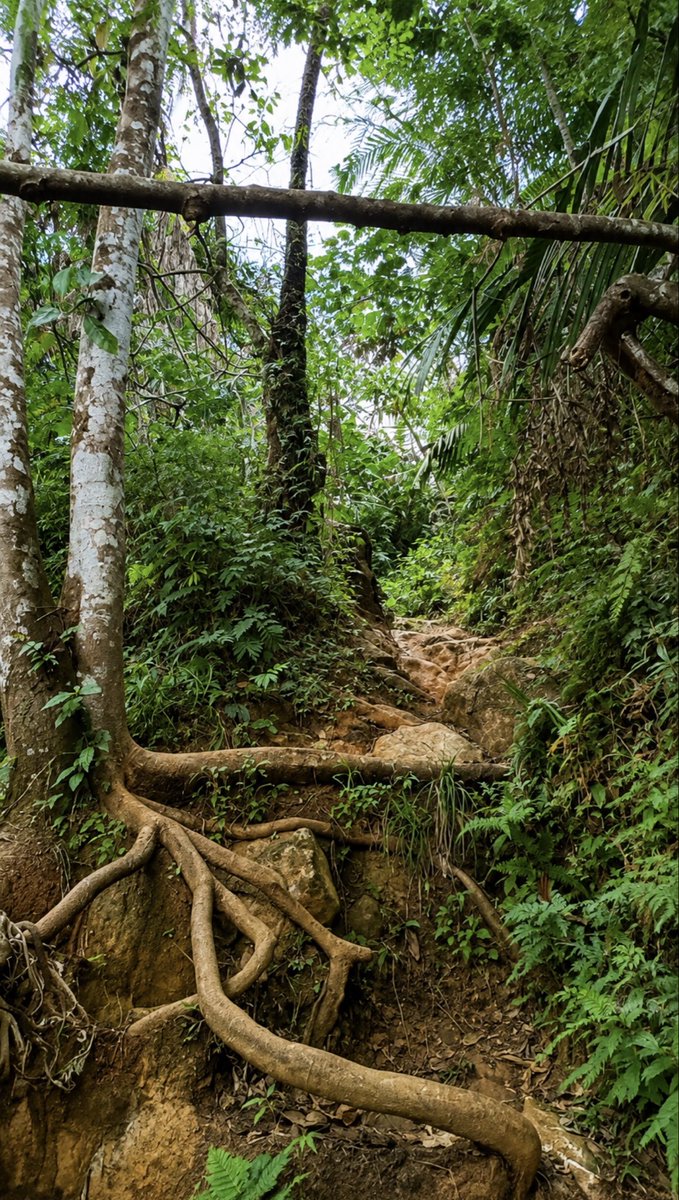 i0rcr's tweet photo. ♥︎🌳🌿. https://t.co/ItYJETFVwU