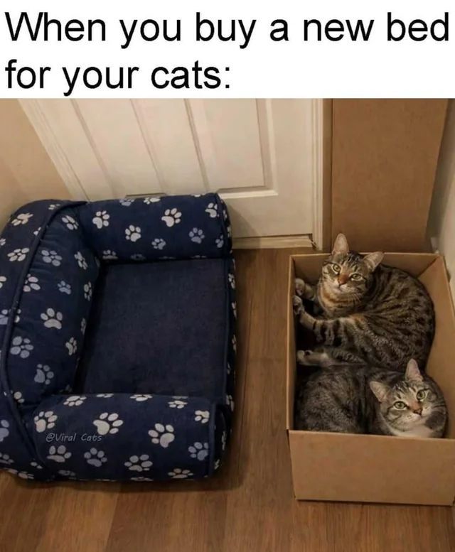 TweetsOfCats's tweet photo. https://t.co/hO923kwohL