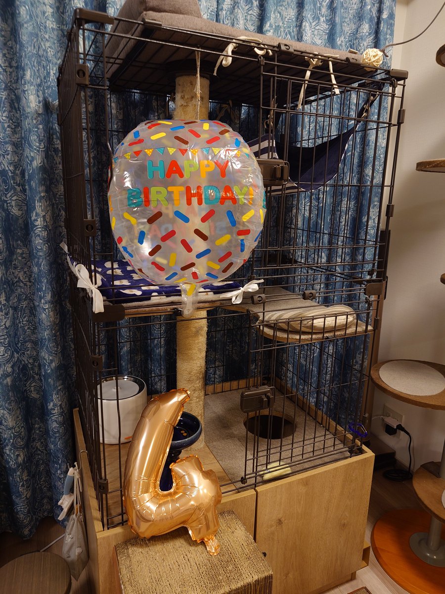 Heath0103's tweet photo. ひーちゃん🐈️✨️
今日はひーちゃんの４歳のお誕生日でした。ここまで健康にとっても大きくなりました💕
これからもずっと一緒にいようね、大好きだよ😍❤️

でももう４歳か…早いなぁ…🥲 https://t.co/m8syn997Ve