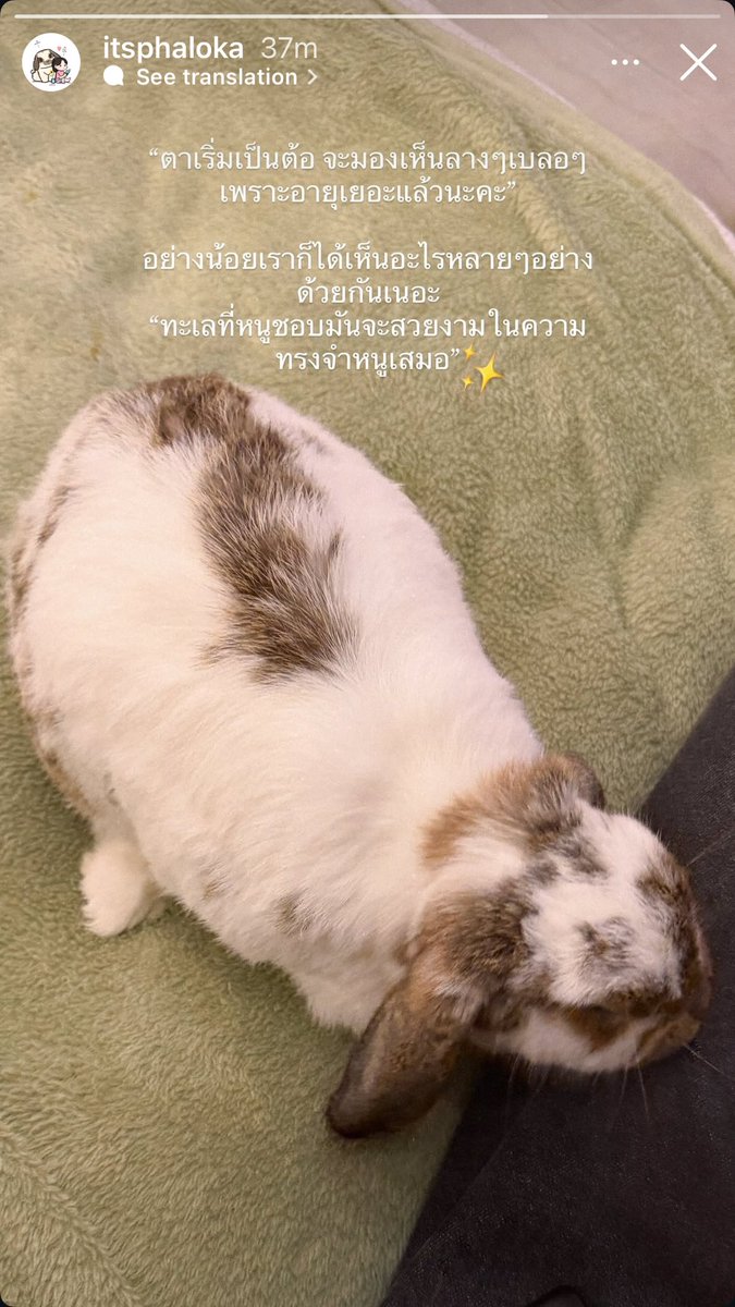 theOtherAmy11's tweet photo. [Eng]

Caption in story:

“Her eyesight is starting to develop cataracts. Everything will look a little blurry now because she’s getting older.”

But at least we’ve had the chance to see so many beautiful things together.

“The sea you love will always remain beautiful in your memories.”

//🥹🤏🏽
