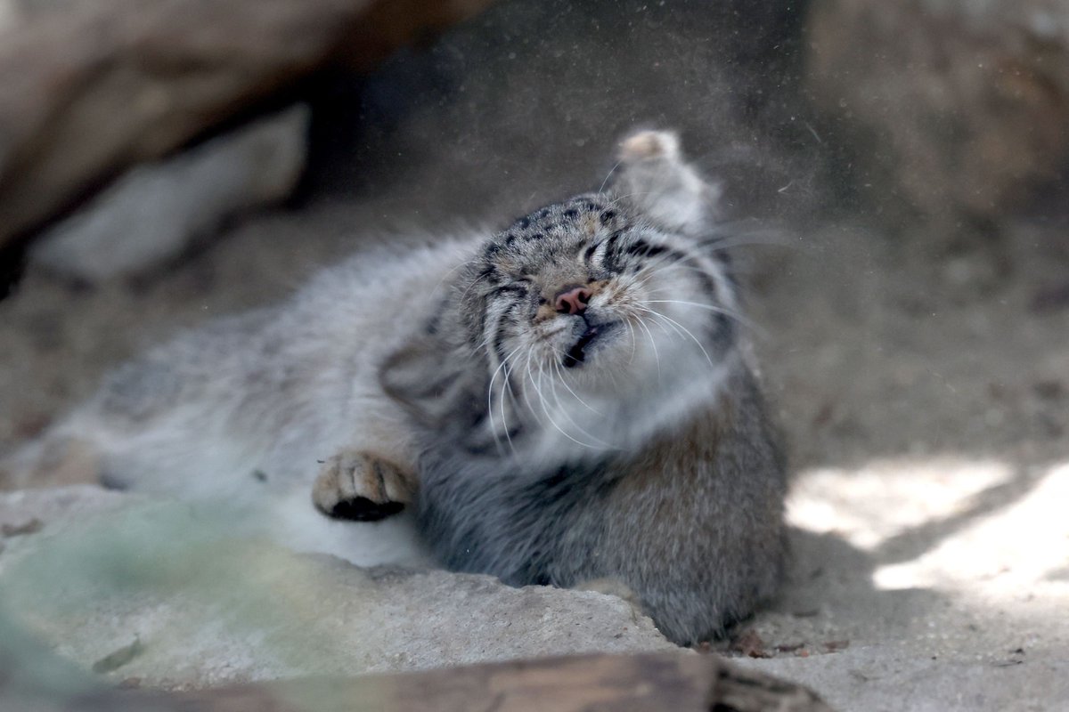 El_Universal_Mx's tweet photo. 🐱 Cinco crías de gato de Pallas, conocidos como los felinos más gruñones del mundo por su característica expresión ceñuda, fueron presentados al público en un zoológico de Japón

El Kobe Animal Kingdom exhibió a los cachorros, cuatro machos y una hembra, todos nacidos en mayo en el mismo establecimiento

Originarios de las regiones áridas y rocosas de Asia Central, estos animales pertenecen a una de las especies de felinos más antiguas que aún existe

📸Foto: AFP