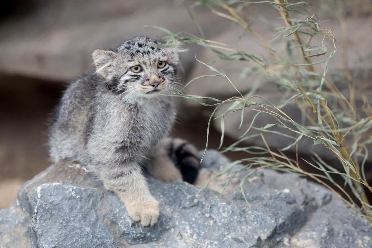 El_Universal_Mx's tweet photo. 🐱 Cinco crías de gato de Pallas, conocidos como los felinos más gruñones del mundo por su característica expresión ceñuda, fueron presentados al público en un zoológico de Japón

El Kobe Animal Kingdom exhibió a los cachorros, cuatro machos y una hembra, todos nacidos en mayo en el mismo establecimiento

Originarios de las regiones áridas y rocosas de Asia Central, estos animales pertenecen a una de las especies de felinos más antiguas que aún existe

📸Foto: AFP