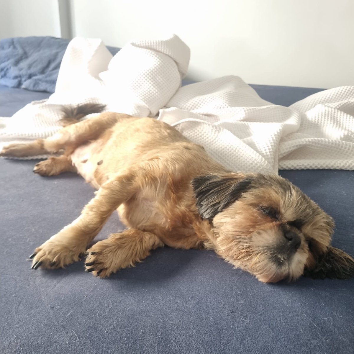Bonie_Moon's tweet photo. Oi gente
Muitos já sabem que eu tenho vários pets. E hoje venho pedir ajuda pela Frida, minha Shih-tzu de 9 aninhos.  Recentemente ela teve um problema grave no pulmão que sobrecarregou o coração. Graças a Deus levamos ela no veterinário e cardiologista a tempo e ela está sendo+ https://t.co/MqyDAQso05