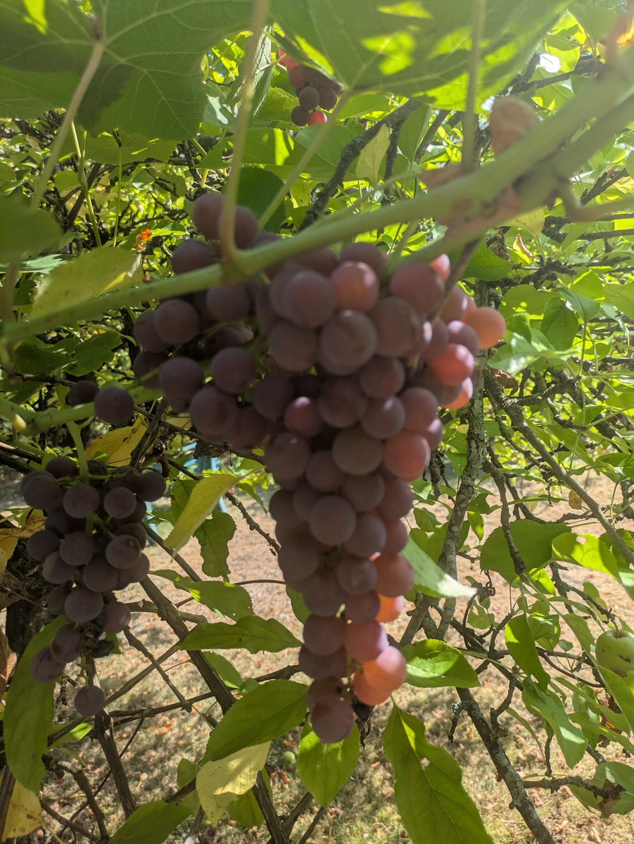 jmcorti57's tweet photo. Mes grappes de #raisin ont un aspect assez africain. 
Cépage #Millénium https://t.co/SUeXsP2Tg6