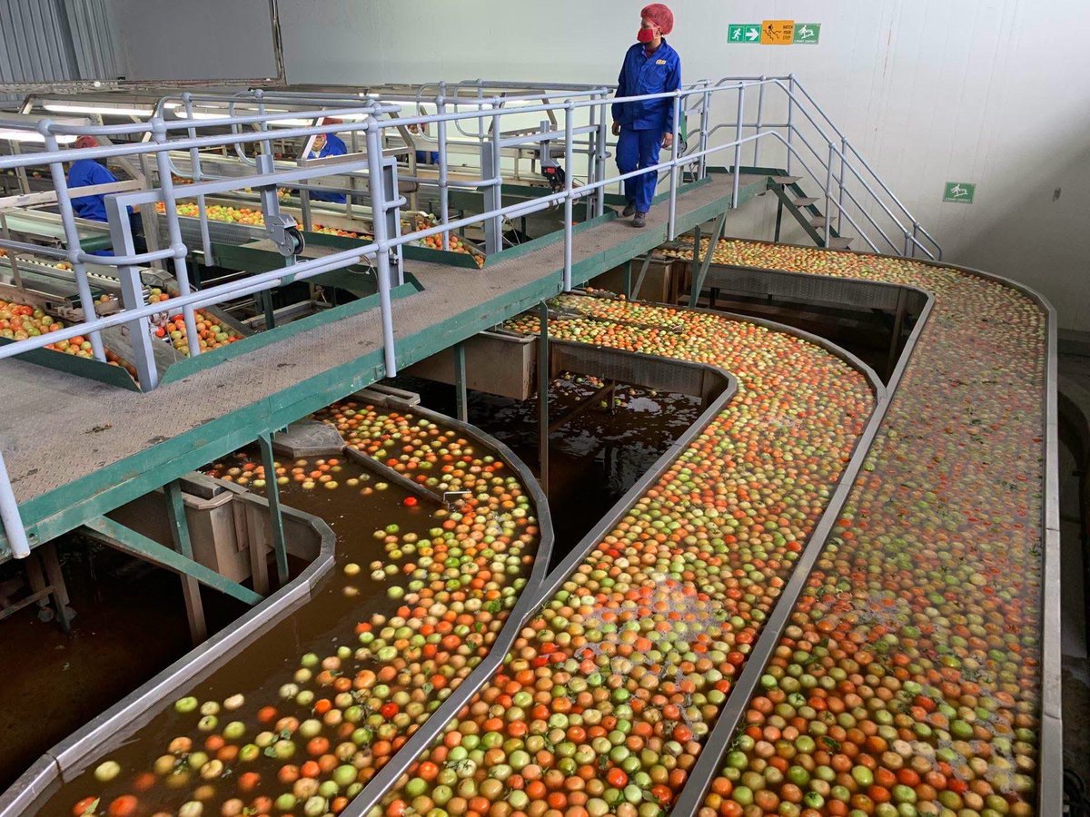KatlegoMaseng1's tweet photo. ZZ2 Family Business is a one Massive Empire :

+100 year old Billion empire 🫣

The ZZ2 exports not only the familiar “brand” of tomatoes but also onions, mangoes, avocadoes, blueberries and dates, among others.

ZZ2 empire founder and pioneer Mr  Willem Van Zyl started his empire . The Birth of ZZ2 brand name.Its 1902 & the Anglo-Boer War just came to a brutal end, many lives were lost and a new act came to play where  farmers received a registered number (branding iron) with which to brand their livestock.

- The code "ZZ2" was given Van Zyl family In 1903 the code ZZ2 was awarded to Burt van Zyl, the grandfather of Bertie van Zyl!Mr Bertie van Zyl decided to formally register the entity "ZZ2 Farming Enterprise" which is the company we know of today in 1966!

Taking over from his father in 2005 Mr Tommie van Zyl (Master of Science in food and resource economics), inherited a +60 000hectares The ZZ2 Farming Enterprise we know The Multi Billion rand conglomerate after 2005

ZZ2 is not just farming in Limpopo alone or rather in South Africa but has branches in countries like Namibia .The hectares under production is +60 000ha = Johannesburg size

The ZZ2 Farming Enterprise farms are located in :

1. Limpopo
2. Eastern Cape
3. Western Cape
4. Gauteng
5. North West
6. Mpumalanga
7. Namibia

and growing...The Production

Game Farming
-Game farm is +23,721ha of conservation land, where youll find game animals like : white rhino, nyala, gemsbuck, red hartebeest, giraffe, impala, kudu, Burchell’s zebra and eland.

Tomatoes
- The produce that made all this possible!

- Produced on +2000 hectares 

- Harvesting happens al year round with 1ha yielding of 160 000kgs on average!!!

- The company has over 96 trucks 

- 40 trucks are on the road daily, transporting nearly 8,2million kgs of tomatoes every week😅😅😅

Livestock
- Livestock alone is worth +R100 million

Net worth

-ZZ2 Farming enterprise is estimated to be valued at 
+R5.5 Billion

6. The CEO of ZZ2 Farming Enterprise

- The current CEO is Mr Tommie van Zyl

7. Employees

- It is estimated the the company employs over 8,000 people in South Africa