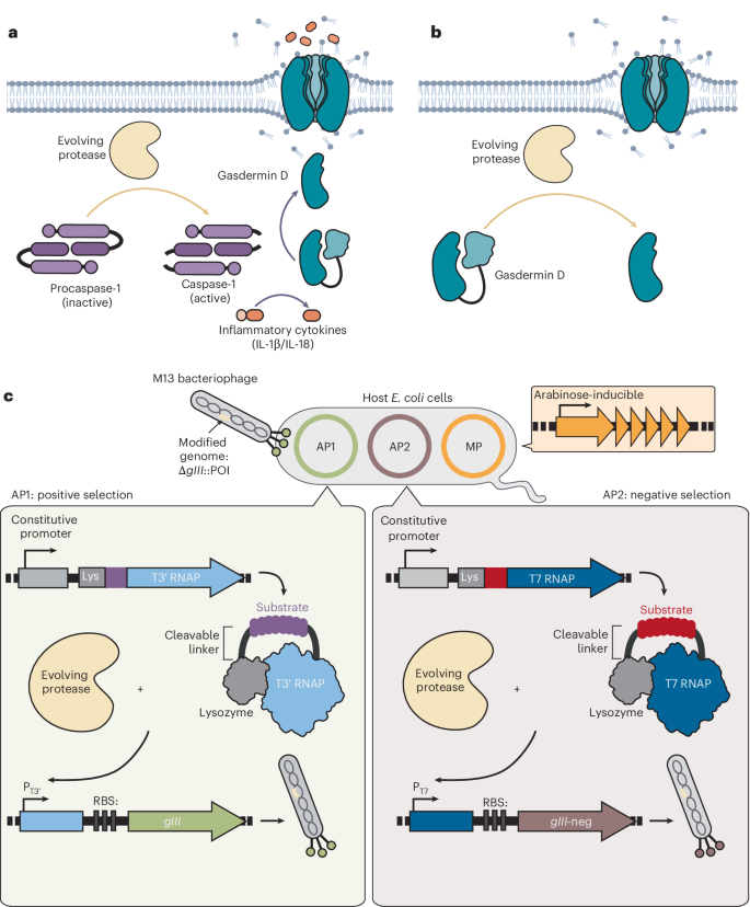 NatureBiotech's tweet photo. Evolution of botulinum neurotoxin serotype X proteases to induce inflammatory cell death in cancer cells https://t.co/CkJzQGLyYa https://t.co/i9jJCy6RJx