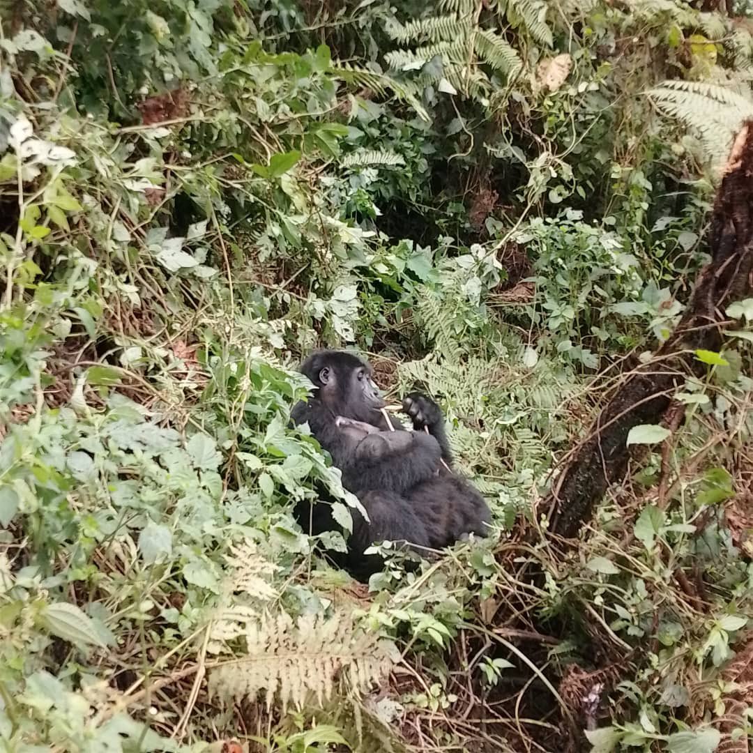ugwildlife's tweet photo. Good news from Rushaga, Bwindi Impenetrable National Park!

The Bikyingi gorilla family has grown from 10 to 11 members, including 2 infants, after female Munyirio gave birth to a new baby.
A wonderful milestone for mountain gorilla conservation. 
#ConservingForGenerations https://t.co/mQmDCxr60f