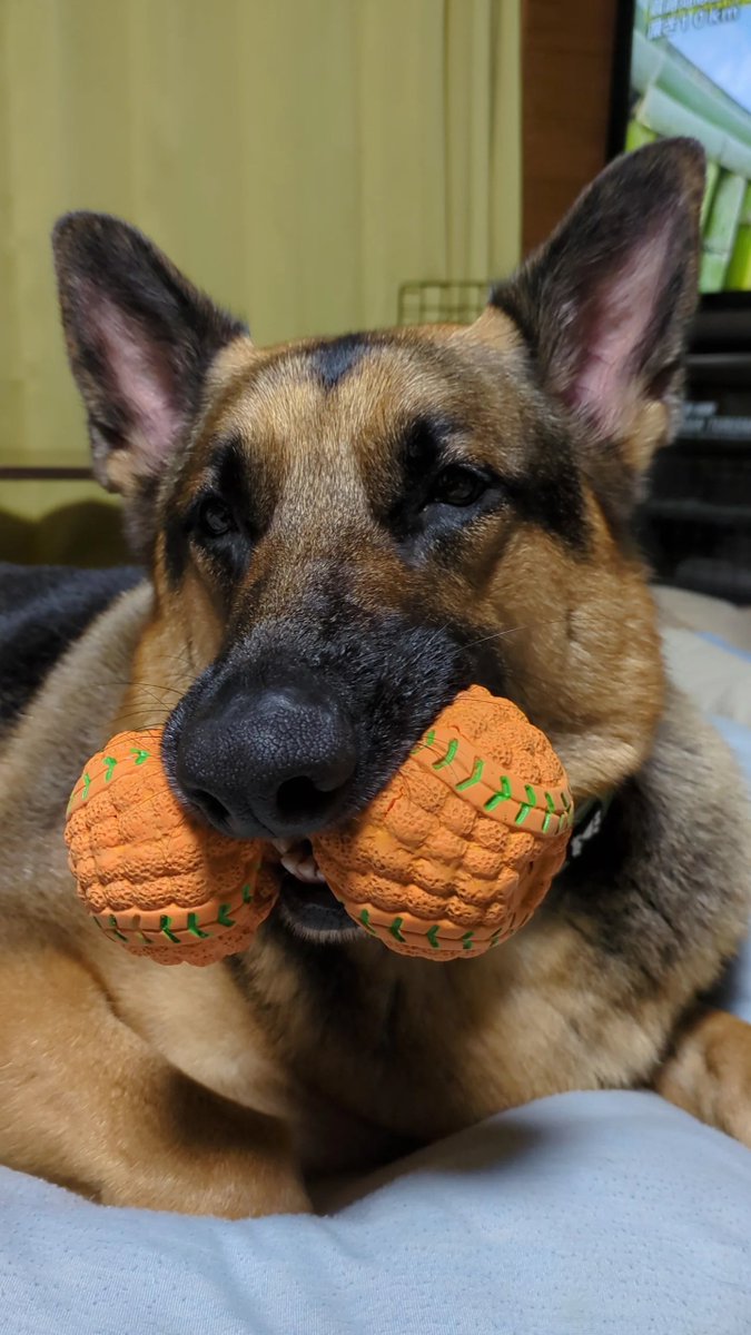 shepalove's tweet photo. 欲張りさん🥰 https://t.co/DdglqkVjwh