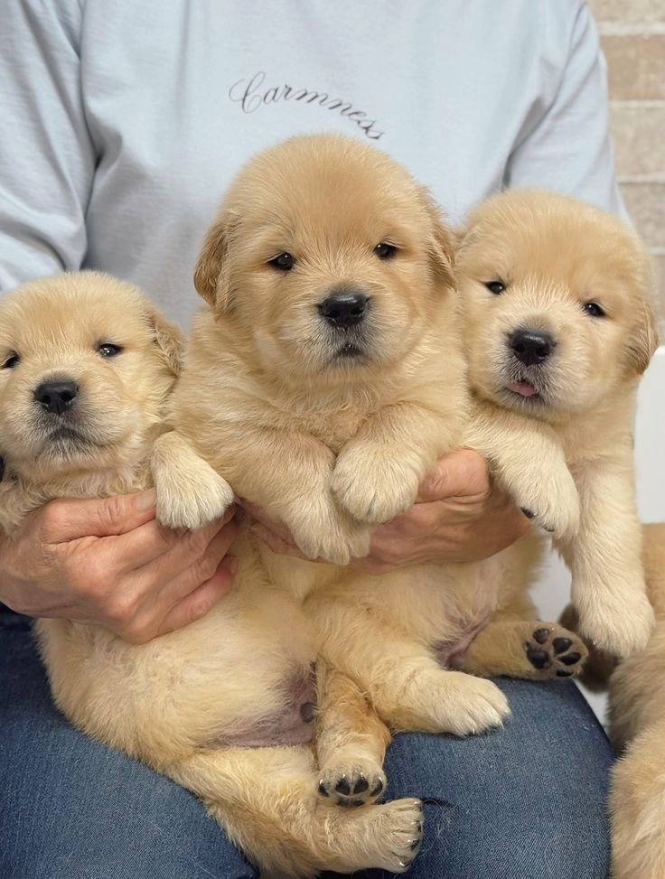 The_M_Jerry's tweet photo. Cute puppies 🐶 https://t.co/7malkXVtbw