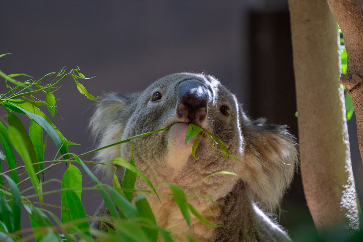 saize66's tweet photo. 先週は10年ぶりくらいに東山動植物園に行ってきた
動物たちも暑さでお疲れ気味でした https://t.co/T4n5ez5ddJ