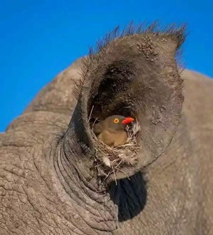 justinenantale2's tweet photo. Imagine being so unbothered that someone builds a whole family home inside your ear. 😂
Nature is absurdly creative. https://t.co/TfGb2GdWU0
