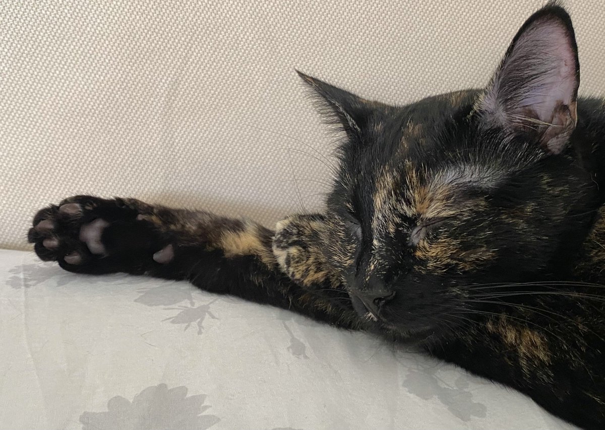 catwomay tweet picture