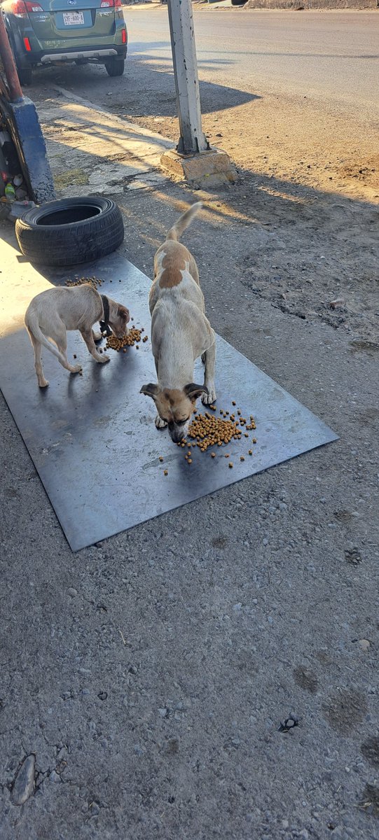 JorgeJaime_1's tweet photo. Hay momentos difíciles en la vida y creo que yo estoy pasando uno de ellos pero un sin fuerzas aqui ando  buscando perritos qué ayudar o alimentar ( si alguien gusta apoyarme muchas gracias en mi perfil mis datos) https://t.co/TeWCnUbAV8