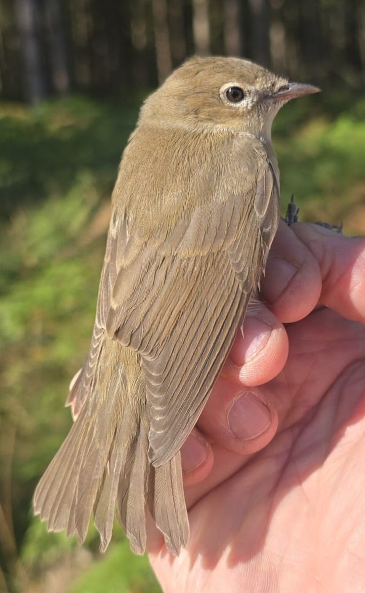 RingersWm's tweet photo. Hannah had her first session ringing @twycrosszoo  Nature which Reserve with 67 birds ringed across a variety of species.
Highlights
Chiffchaff 5
Robin 8
Linnet 1
Garden warbler 1
Whitethroat 2
Lsr whitethroat 1
Sedge warbler 1
Great Tit 5
Reed Warbler 3
Blackcap 2
Greenfinch 4 https://t.co/Zf8HbqxvLf