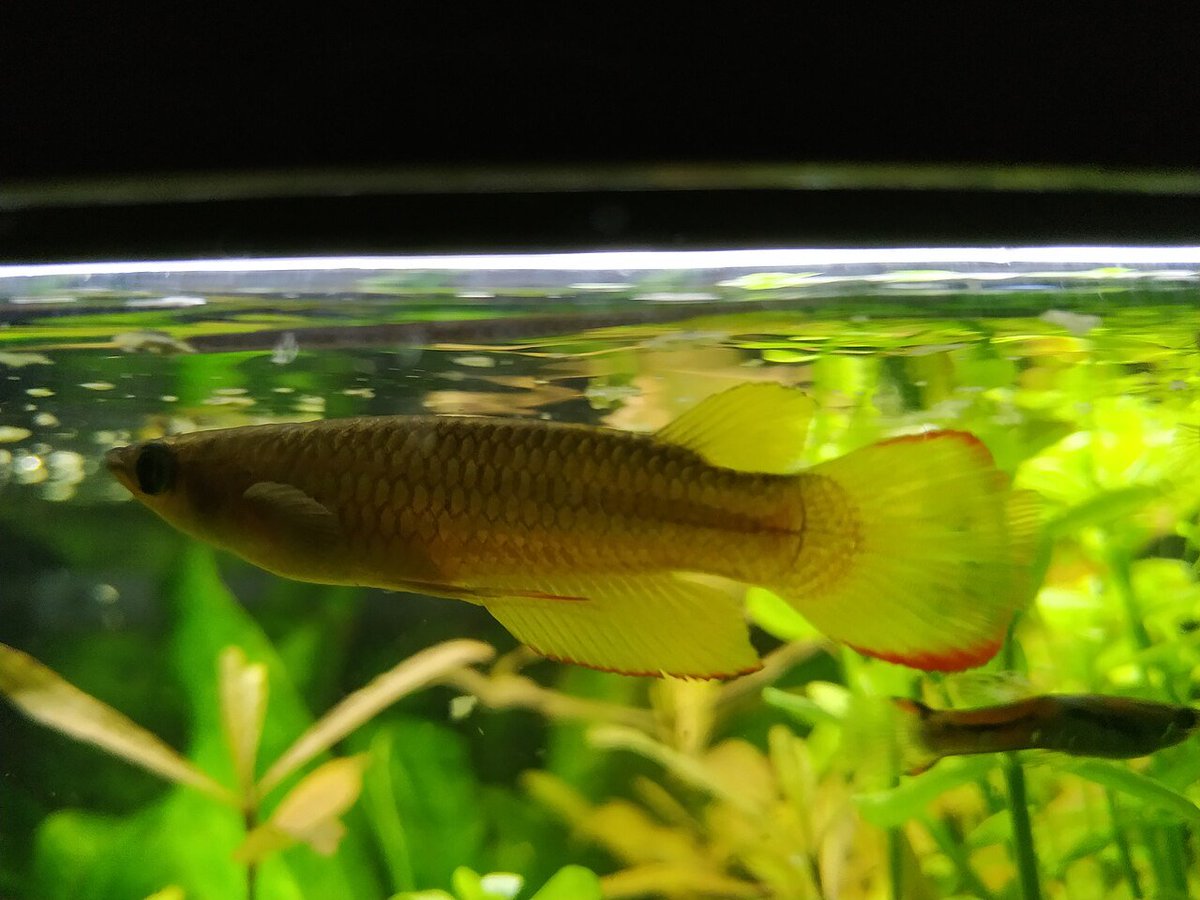 wirthstef's tweet photo. How do #intercontinentally #distributed #freshwaterfish spread when their dispersal necessarily requires overcoming #saltwaterbarriers?
The #Aplocheiloidei are a taxon of #toothcarps (#Cyprinodontiformes); these species are found in regions including South Africa, India, and South America. Among them are species known as #seasonalfish, some of which live no longer than a year because they cannot survive the seasonal #dryingup of their #habitats. Consequently, their entire life cycle unfolds rapidly within that single year of life. Much like certain crustacean taxa, such as the #Triopsidae, these fish have evolved, through independent (#convergent) #evolution, a #dormantstage in the form of #droughtresistant #eggs; these eggs survive the dry season and hatch only afterwards, allowing the fish to quickly complete their entire #lifecycle.
How do species with embryos in a state of #diapause manage to overcome #oceanicbarriers?
V. Borisov et al. (2026) investigated the hypothesis that eggs serve as the #dispersalstage in #Aplocheilus #lineatus, a species with a #disjunctdistribution across Madagascar and India. Unlike more derived species within the taxon, A. lineatus is not an #annualfish; however, it produces dormant stages adapted to survive periods of #highstress. In experiments involving eggs #incubated in #saltwater, the authors demonstrated that the eggs, or rather, the #embryos, are #salttolerant; when exposed to saline environments, they respond with prolonged #embryonicdevelopment and reduced consumption of endogenous nutrient reserves. The researchers conclude that the embryos are capable of #surviving transit through seawater. This raises the question of which mechanism facilitates dispersal over such great distances. The explanation offered is #passivedrift, whereby the eggs adhere to #plantdebris and are dispersed along with it. According to the authors, the adhesive nature of the eggs makes this possible.
In my view, if it could be demonstrated that egg adhesiveness is an evolutionary adaptation to a life-history strategy in which dispersal via plant debris is obligatory, this could represent a case of #phoresy mediated by non-motile plant debris.
© #StefanFWirth, August 2026, Berlin
Please support my science writing efforts; I rely on even the smallest donations:
https://t.co/4nN4eRHB6I
Reference:
V. Borisov et al. (2026):
https://t.co/i9UFaJb0wG
#Photos:
1+2) Aplocheilus lineatus in side view (aquarium setting), author:
Graf zu Pappenheim, 2023, licensed under https://t.co/swnuRrM1Ow