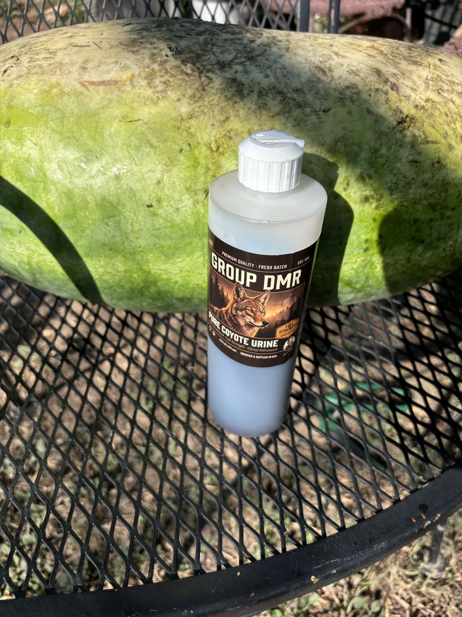 AlboradaFarms's tweet photo. Finally found a product to guard the garden, after trying different products and loosing a few watermelons! @AlboradaFarms #garden #watermelon #farmlife #farmwife https://t.co/bdzPpngLAL