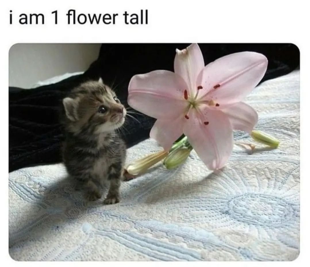 PunchingCat's tweet photo. https://t.co/3chzkt7BG1
