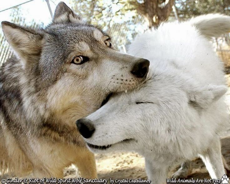 woofgonecrazy's tweet photo. have you ever ... taken a bite of a chud before .... https://t.co/0EYej9H4wg