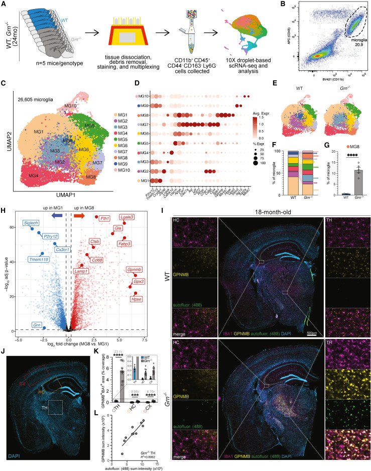LabWaggoner's tweet photo. Lysosomal dysfunction is sufficient to drive epigenetic, transcriptional, and functional remodeling of microglia and macrophages, including in the context of progranulin deficiency @ImmunityCP 
https://t.co/CDKR6fzmzc @LeonTejwani @Denalitx https://t.co/a840omVIWN