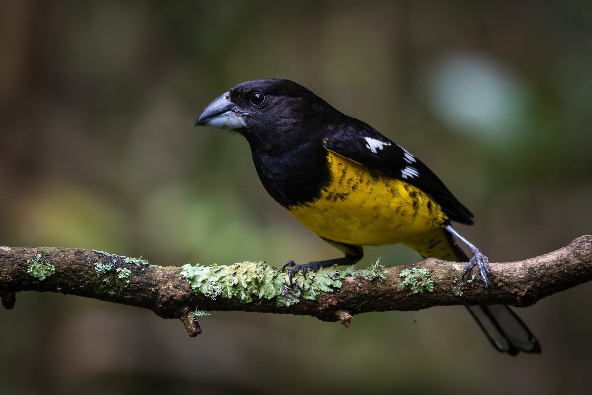 edularotta's tweet photo. El Bababuy. Colombia. https://t.co/ah3cn5n9Nj