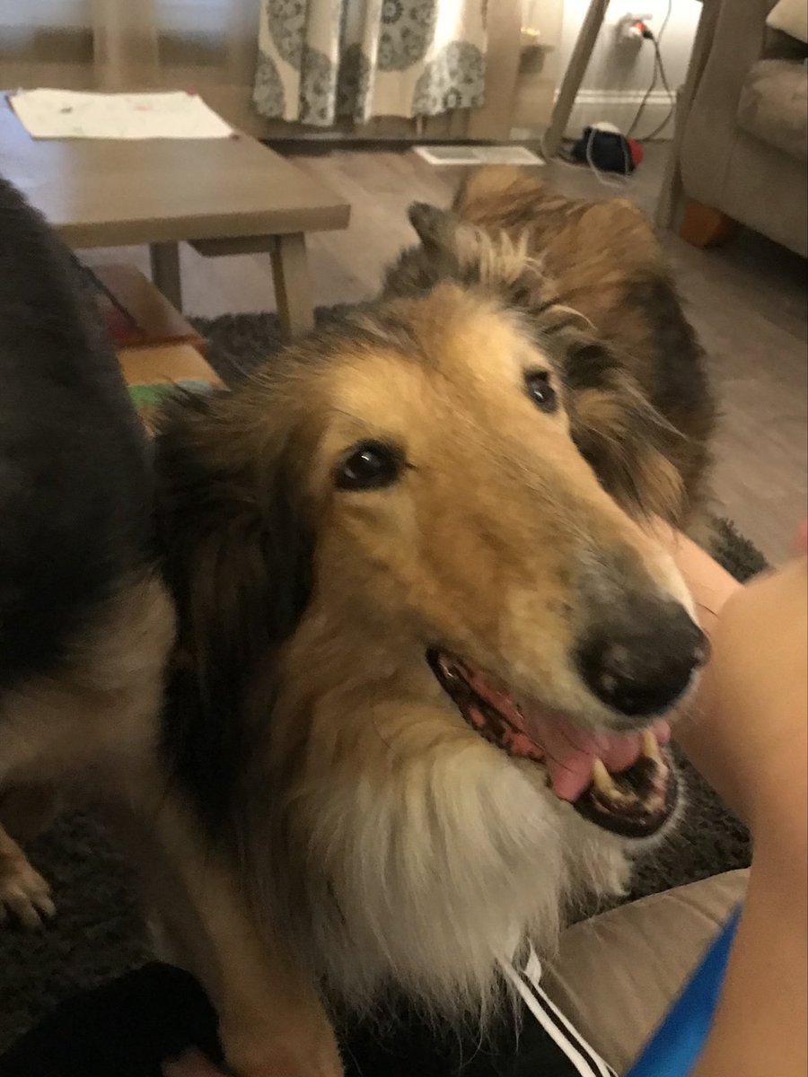 The_Burrhead's tweet photo. @ThrillaRilla369 I had a great collie (but she was very indifferent towards me). She was so good with my kids. https://t.co/GuqPf08F85
