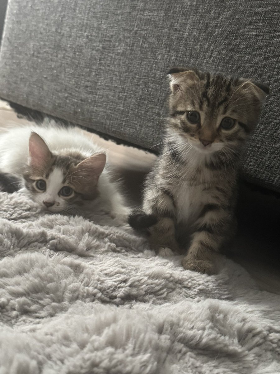 golge_Metni's tweet photo. Sora ve bebeleri…

Benim güzeller güzeli kızım emzirmekten zayıfladı:(( Royal canin mother and babycat kullanıyorum ve vitamin desteği alıyor ama yine de kilo alamadı ve tüyleri 
döküldü:(  bebekler haftaya 2 aylık oluyor.  Tavsiyesi olan var mı? https://t.co/L7isV4dT7h