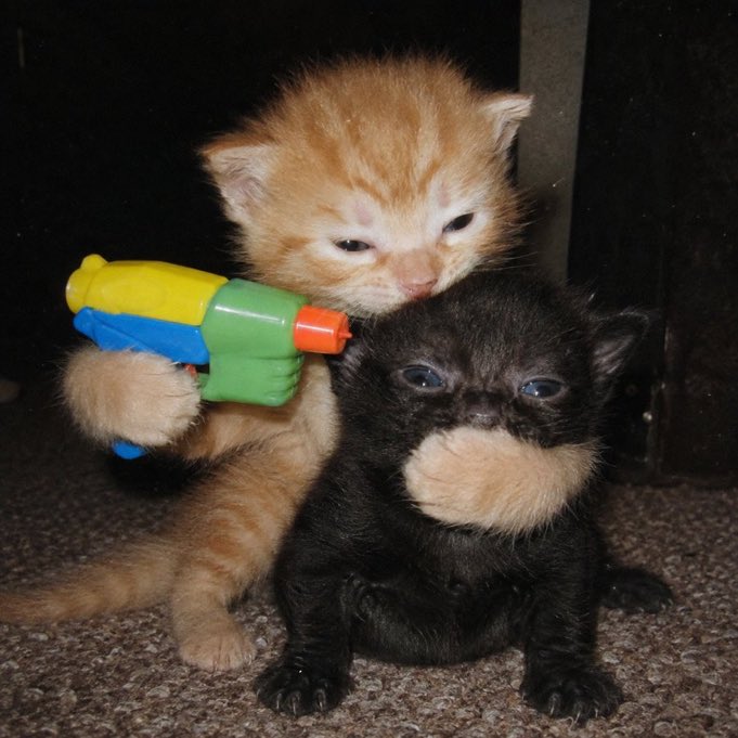 FurBabyVibes's tweet photo. https://t.co/anbSyuTi8s