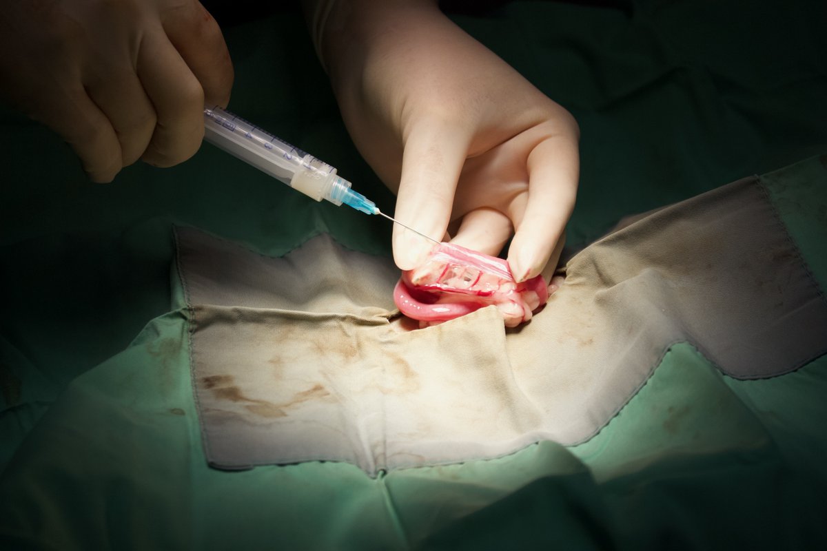 _ACOxford's tweet photo. Animal Clinic of Oxford offers expert breeding & reproductive care 🐾 including semen analysis, shipping, storage, insemination, and more! Trust over 20 years of experience! #AnimalClinicOfOxford #Reproduction https://t.co/ZhWJG7ljyt