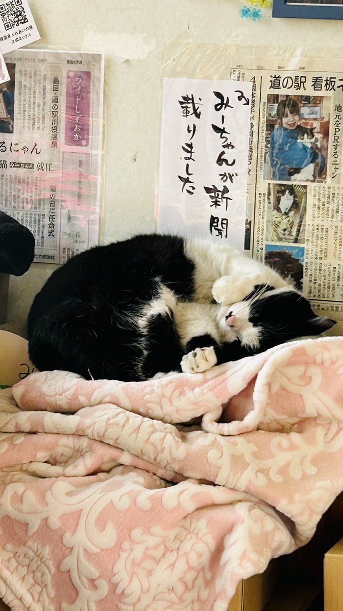 ThanksKP's tweet photo. 川根温泉に行く最大の楽しみだったみーちゃん、、どこにいるかなーと車を降りてすぐうろうろして、、会えた時の嬉しさたるや、、つい先月、みーちゃんと呼んだら初めて寄ってきてくれて、、みーちゃんは皆を癒してくれてたよ、本当にありがとう https://t.co/ZGUsrkru9r