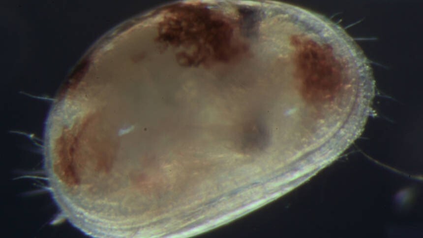 parccientificuv's tweet photo. #ICBiBE participa en un estudi que revela memòria a llarg termini en xicotets crustacis de zones humides valencianes. La investigació aporta claus sobre la capacitat d’aprenentatge i adaptació dels invertebrats i la complexitat dels ecosistemes aquàtics.
https://t.co/6BpCFlyXmQ https://t.co/ykZDPdrXsZ