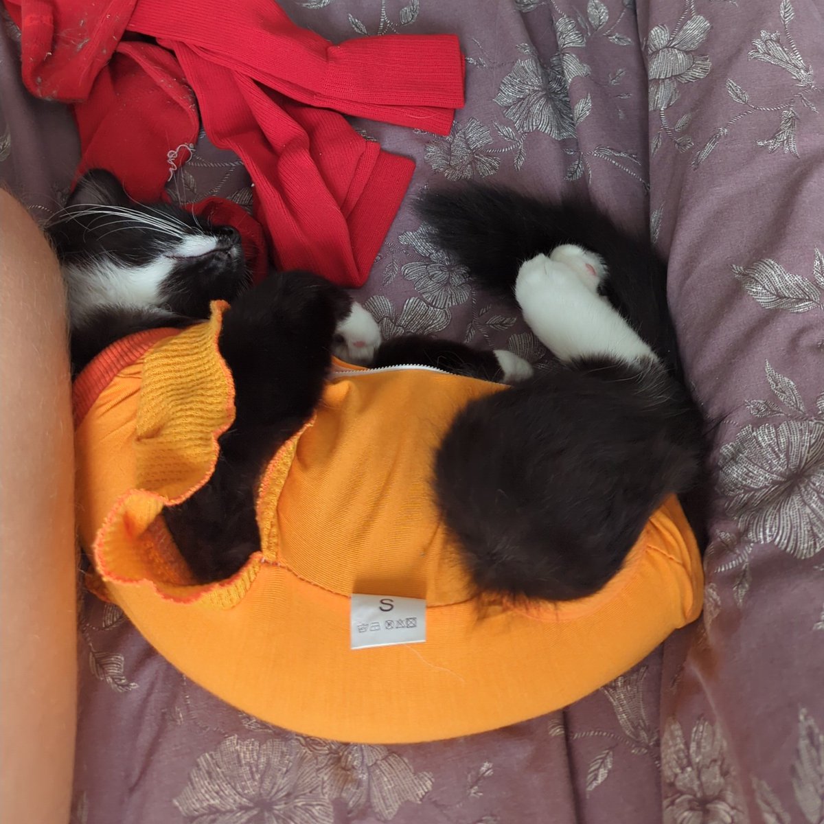 Psybear_tv's tweet photo. Crumble and Custard 🫰🏼 

Both going through it this week 😔 https://t.co/7y1l2P6y5a