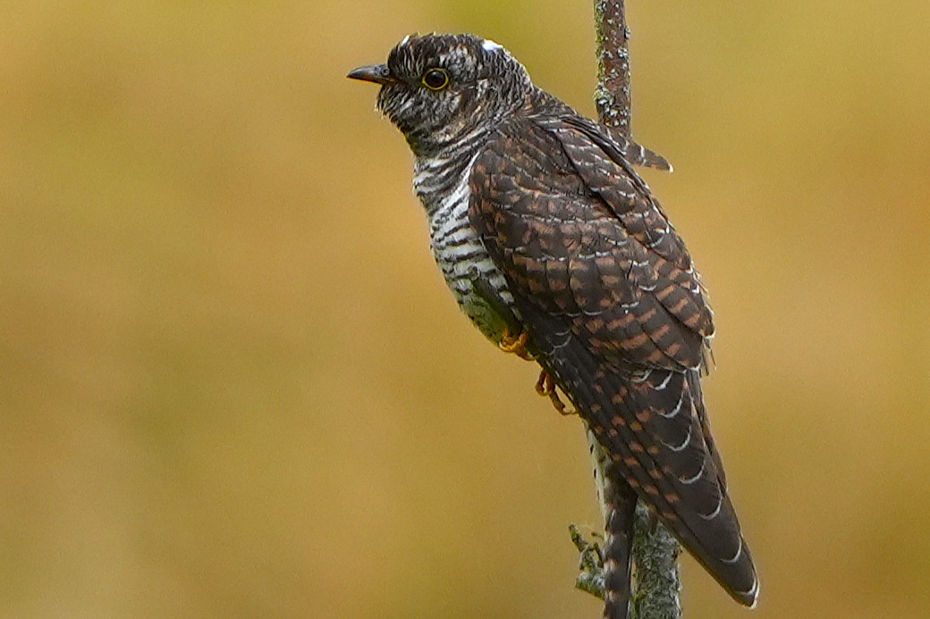 TheLurcher1's tweet photo. nice cuckoo at derwent reservoir on the weekend https://t.co/hOA163Eg6Y