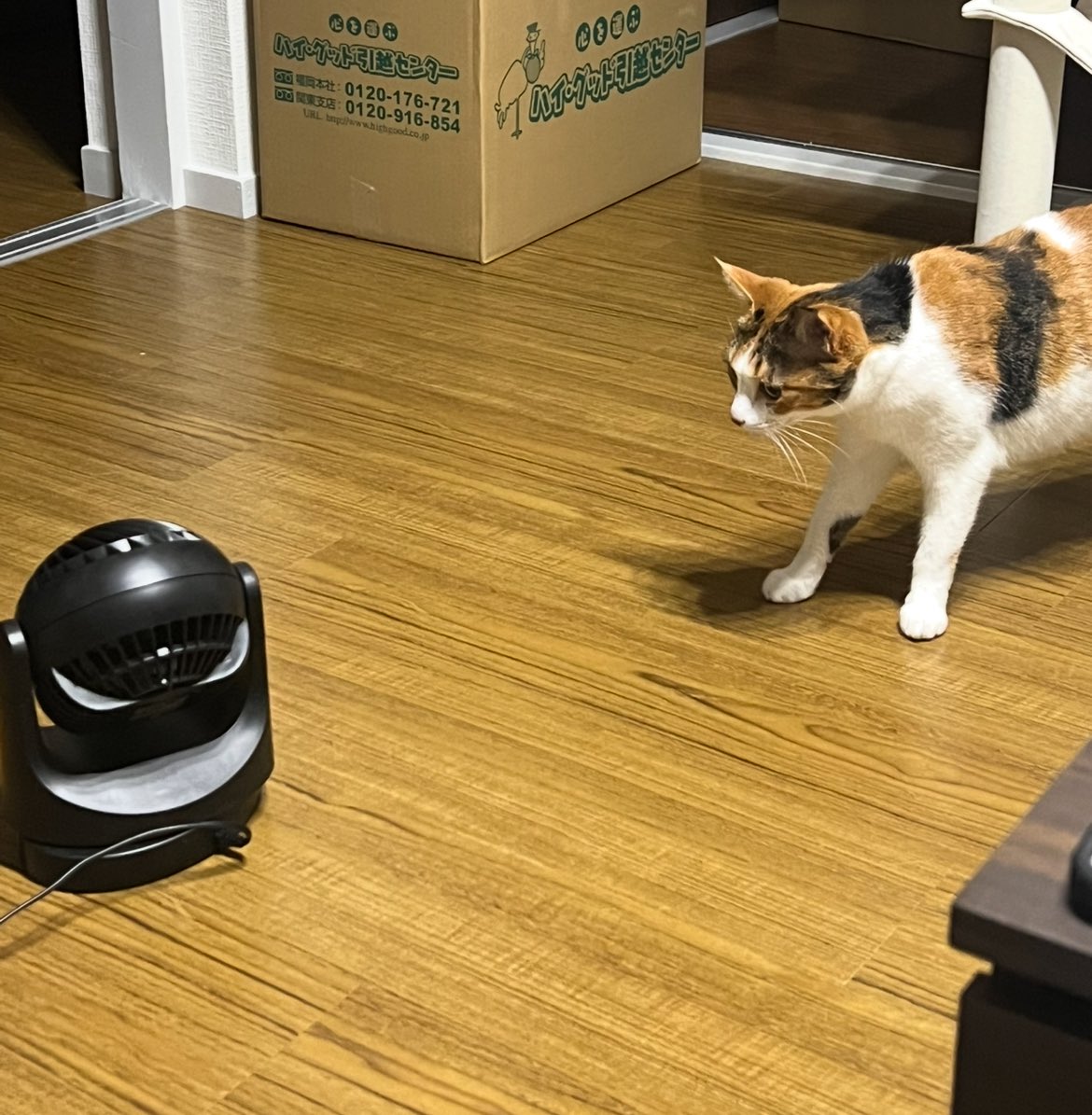 Alyssa1003's tweet photo. こんな小型のサーキュレーター置いただけで、なんだおまえは？！とビビり散らかして何分もガン見している… https://t.co/D9x4MTZyO2