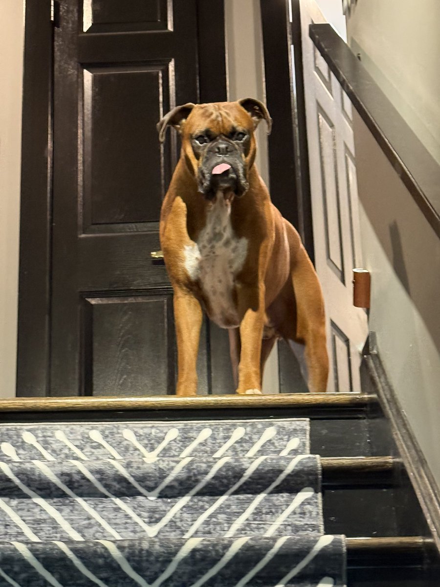 inntothenight's tweet photo. Zeus isn’t sure if it’s time to get up either
#boxerpuppy #boxerdogs #boxerlife
#boxerlovers #boxersrock #boxersoftwitter #boxerdogsoftwitter #dogsoftwitter #dogsofx https://t.co/9bGSn8UTJV