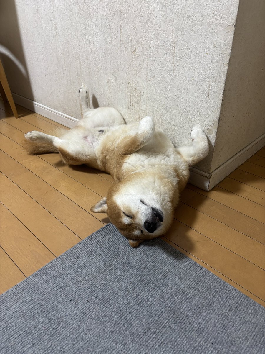 こたろうくん tweet media
