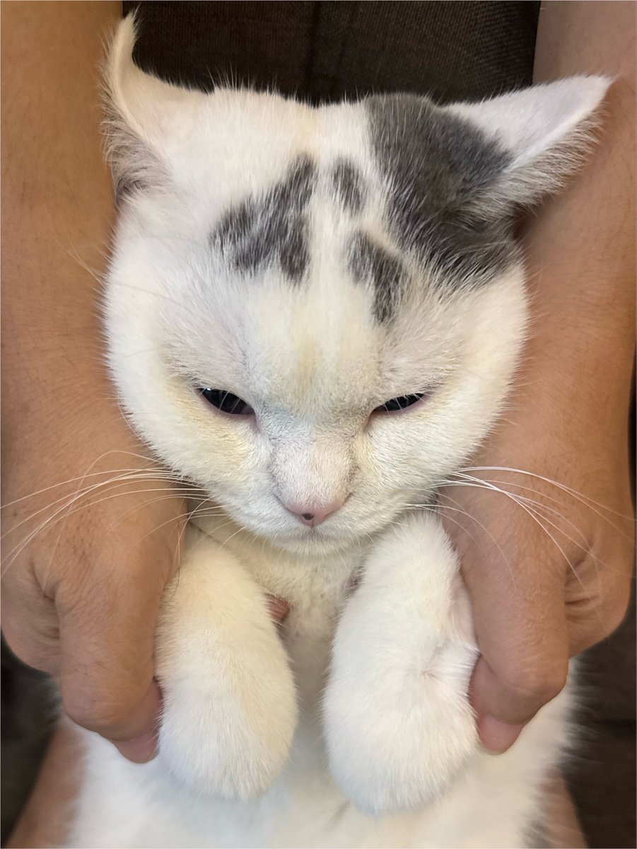 yoojeenoo's tweet photo. ส่วนแก๊งนี้โดนตัดขนอุ้งฮะ https://t.co/Nrx5j2PEtY