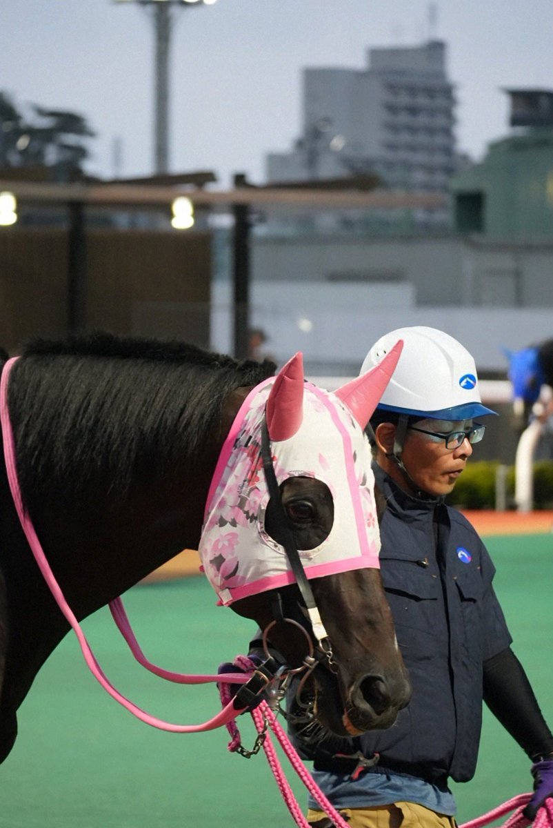 330smile330's tweet photo. モズハッピーロードさん、半年ぶりお帰りなさい(。・ω・。)ノ🇺🇸
#モズハッピーロード
#七夕裕次郎騎手
#海馬澤司厩舎
#PinOakStud,LLC
#涼月特別
#浦和競馬場 https://t.co/SdDBynl1yj