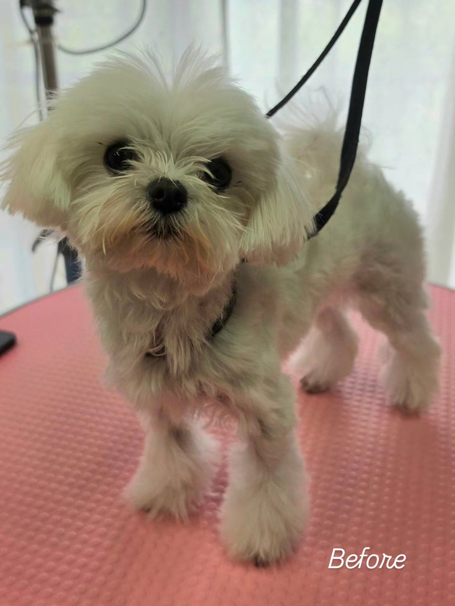 NanaTrimming's tweet photo. #trimmingsalonnana 
#trimming 
#マルチーズ♀️ https://t.co/fKjw4ThXWN