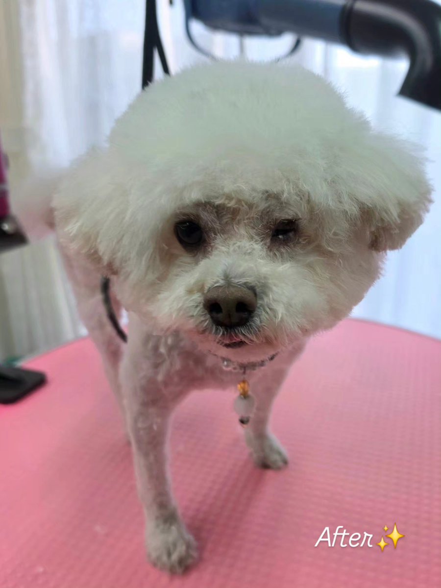NanaTrimming's tweet photo. #trimmingsalonnana 
#trimming 
#マルプー♂️ https://t.co/gZzoPxRdtS
