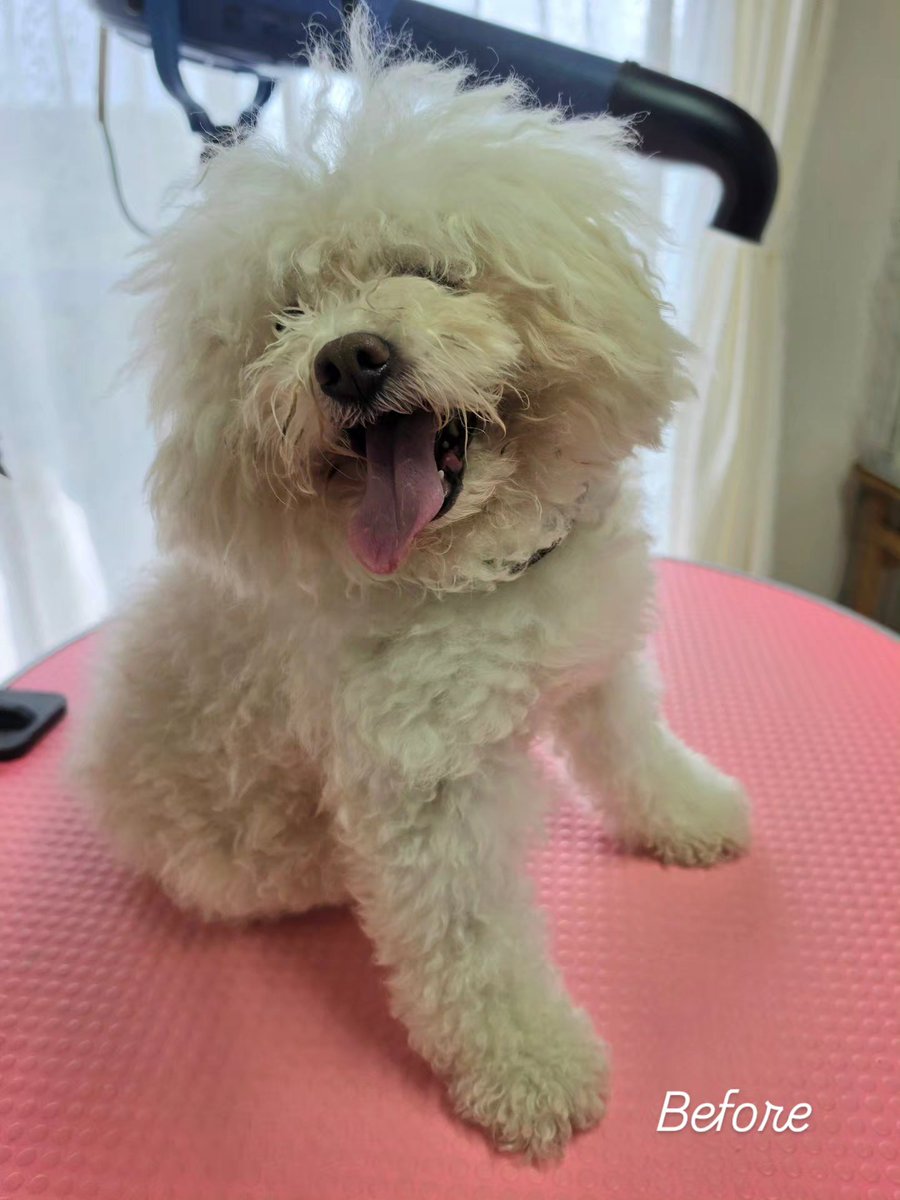 NanaTrimming's tweet photo. #trimmingsalonnana 
#trimming 
#マルプー♂️ https://t.co/gZzoPxRdtS