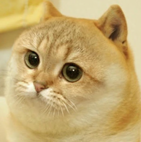 ronitosol's tweet photo. A token launches hits 60m in a few days and suddenly everyone acts like it's the only play

Meanwhile the OG $CATE has been around for over 2 years

The narrative already exists.
People already know the name.
It wasn't created yesterday.

To me that's a much stronger bet than aping some random 60m token that didn't even exist last week
When rotations happen people naturally look for what's already established

The first Catecoin just makes sense.

Maybe I'm wrong.

But I'd rather keep buying the OG than keep chasing whatever launched yesterday.

ca

Bp7wS2tDSE4Cdvvvj4zP3qkWToJpfWQvdRxZaXmJy9Gp