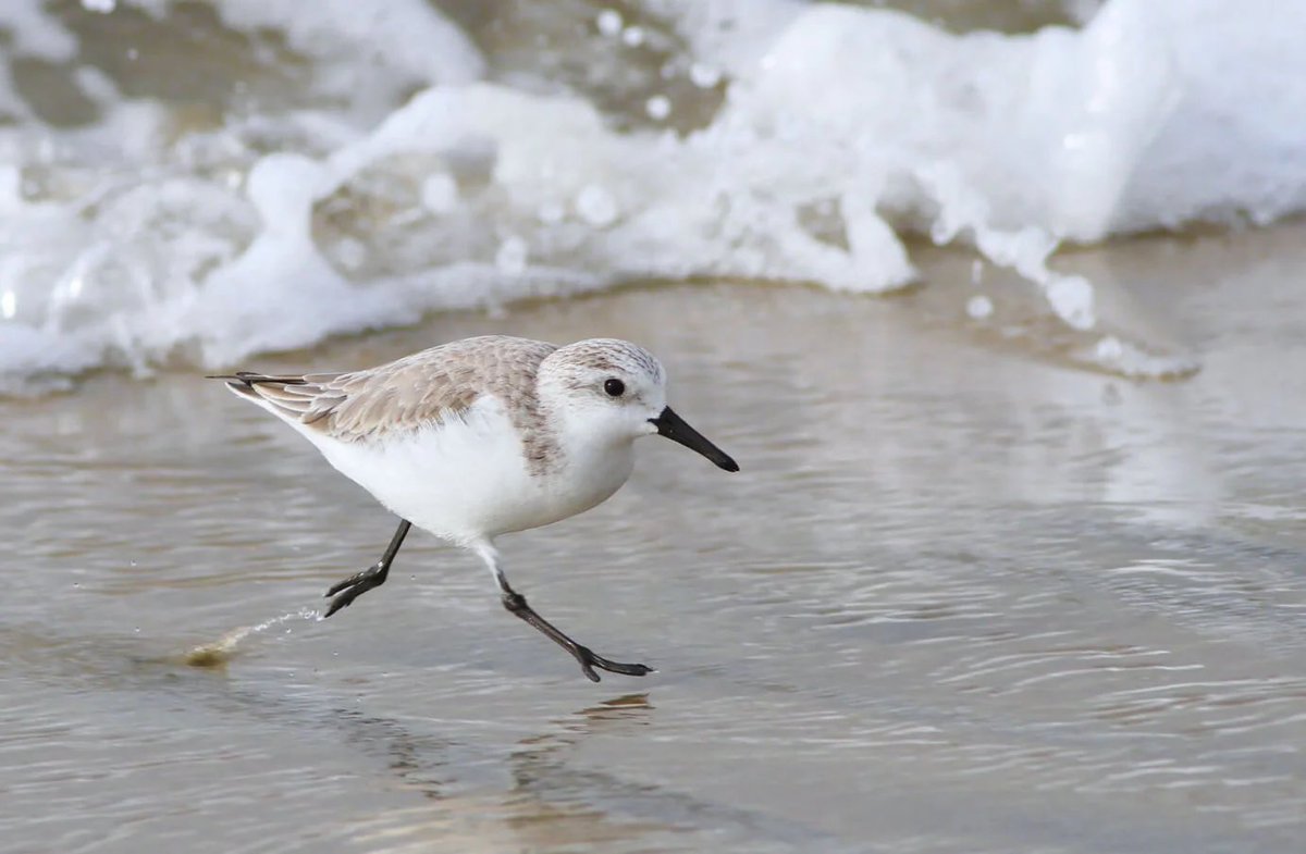lo_saturna1ia's tweet photo. i googled “what are those little birds that run fast at the beach” and saw him and started tearing up https://t.co/eOfytA1gyu