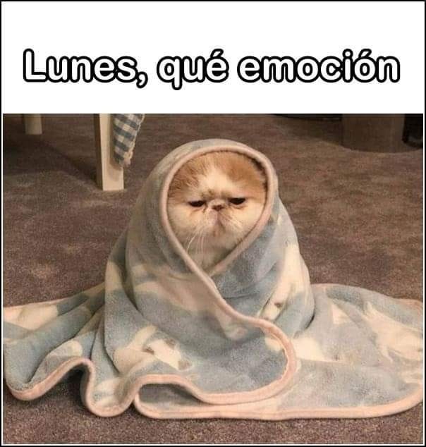 RincnCuriosoo's tweet photo. 😂ánimo https://t.co/5e0chJ9KWC